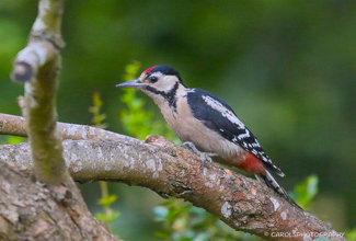 GREAT SPOTTED WOODPECKER (Dendrocopos major)